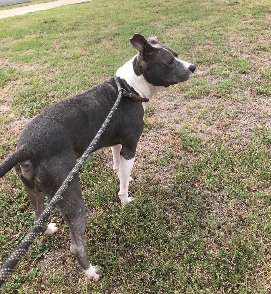 Goliath, an adoptable Pit Bull Terrier in Saint Francisville, LA, 70775 | Photo Image 4