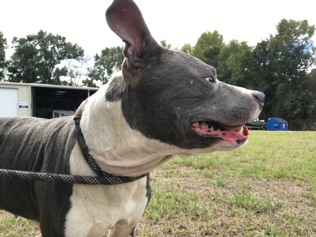 Goliath, an adoptable Pit Bull Terrier in Saint Francisville, LA, 70775 | Photo Image 5