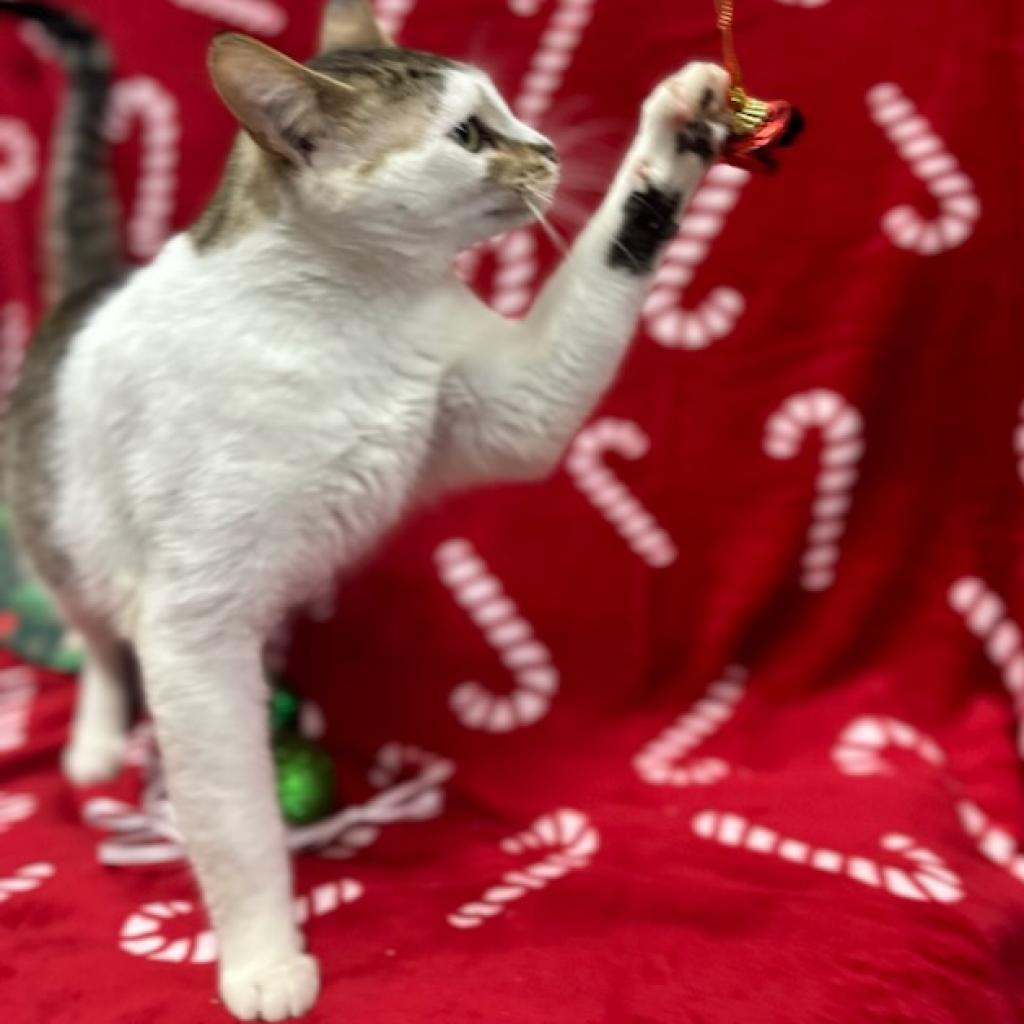 Elmo, an adoptable American Shorthair in North Battleford, SK, S9A 2M7 | Photo Image 1