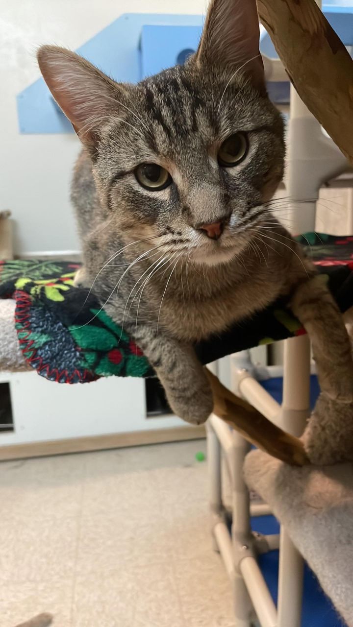 Rocky 12