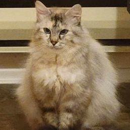 NERO & CALILLI        Foster to Adopt, an adoptable Domestic Medium Hair, Ragdoll in Campbell River, BC, V9W 5A7 | Photo Image 3