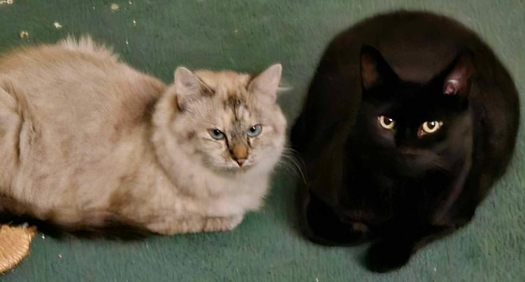NERO & CALILLI        Foster to Adopt, an adoptable Domestic Medium Hair, Ragdoll in Campbell River, BC, V9W 5A7 | Photo Image 1