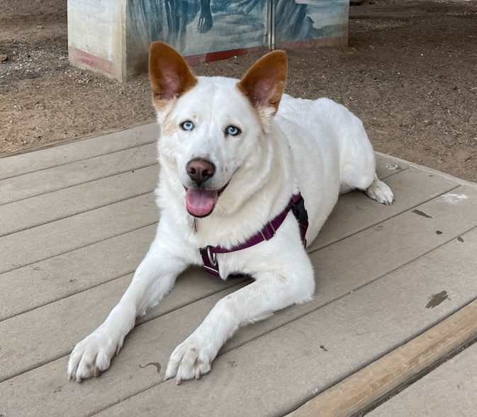 American eskimo sale german shepherd mix