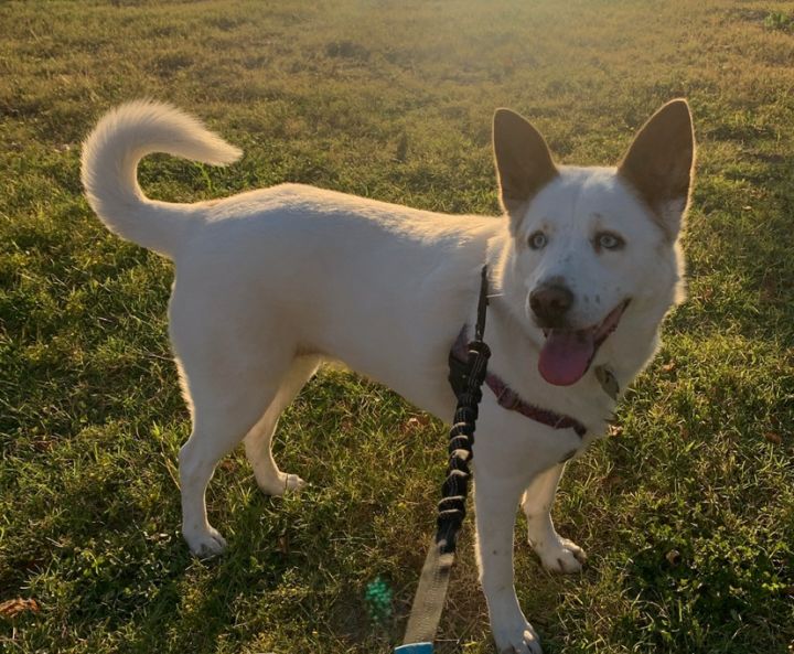 American eskimo sale german shepherd mix