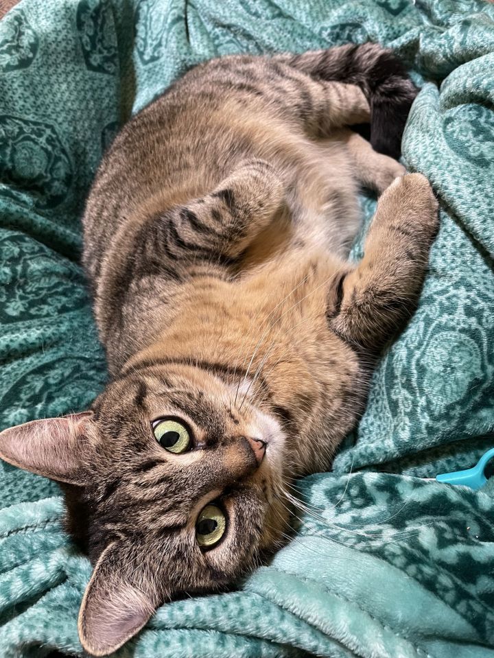 Miss Molly 1