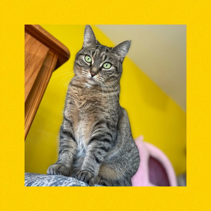 Miss Molly 2