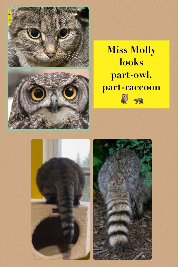 Miss Molly 3