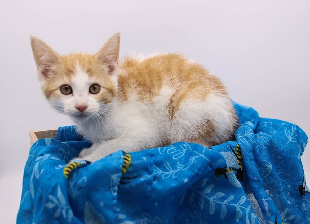 Haley, an adoptable Domestic Short Hair in Muskegon, MI, 49444 | Photo Image 1