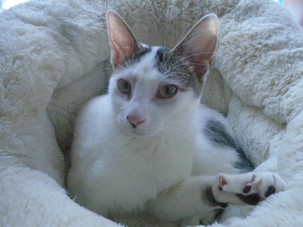 Siena, an adoptable Domestic Short Hair in Muskegon, MI, 49444 | Photo Image 1