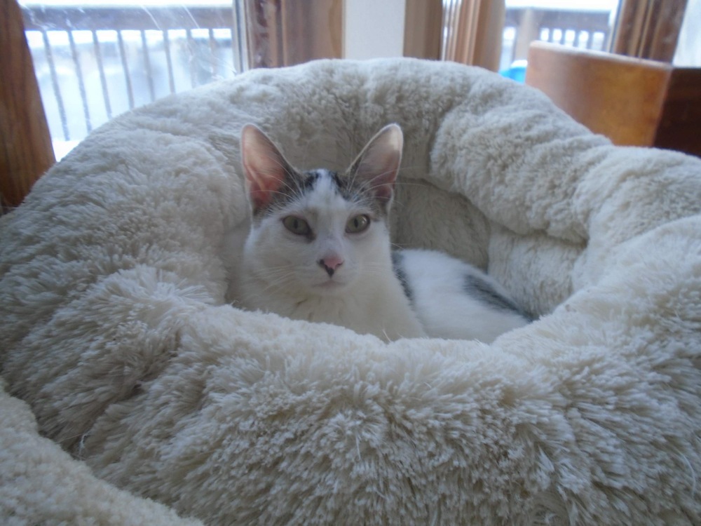 Siena, an adoptable Domestic Short Hair in Muskegon, MI, 49444 | Photo Image 2