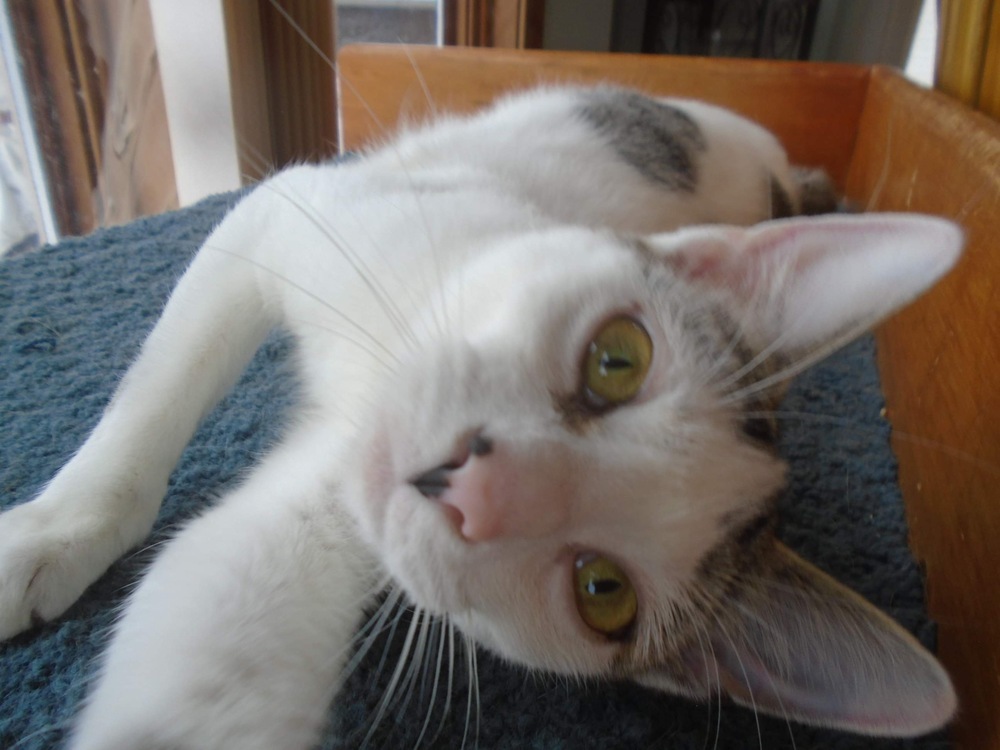 Siena, an adoptable Domestic Short Hair in Muskegon, MI, 49444 | Photo Image 3