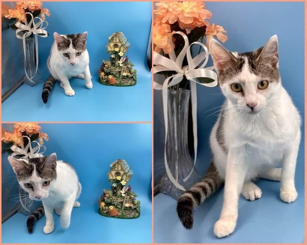 Siena, an adoptable Domestic Short Hair in Muskegon, MI, 49444 | Photo Image 5