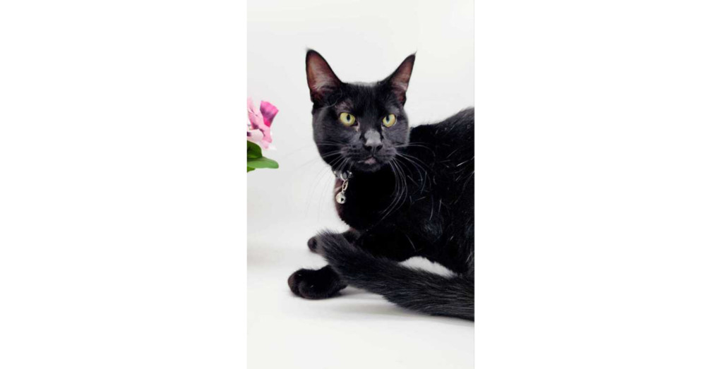 Licorice IX, an adoptable Domestic Short Hair in Muskegon, MI, 49444 | Photo Image 1