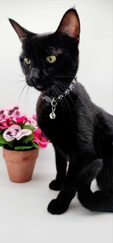 Licorice IX, an adoptable Domestic Short Hair in Muskegon, MI, 49444 | Photo Image 2