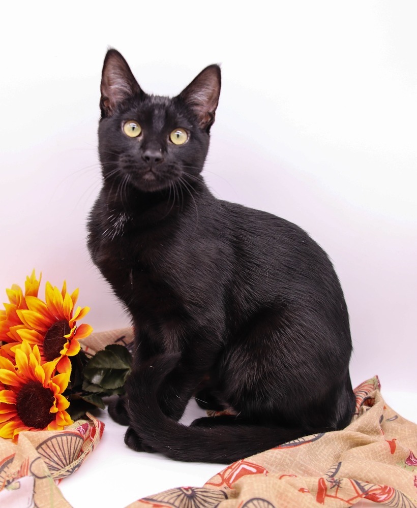 Licorice IX, an adoptable Domestic Short Hair in Muskegon, MI, 49444 | Photo Image 3