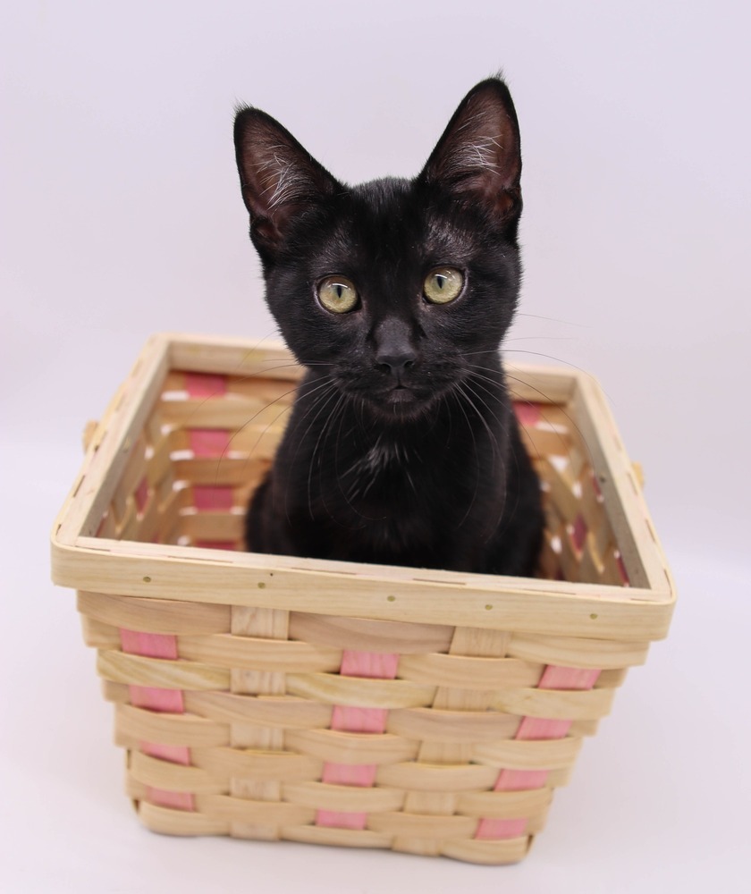 Licorice IX, an adoptable Domestic Short Hair in Muskegon, MI, 49444 | Photo Image 4