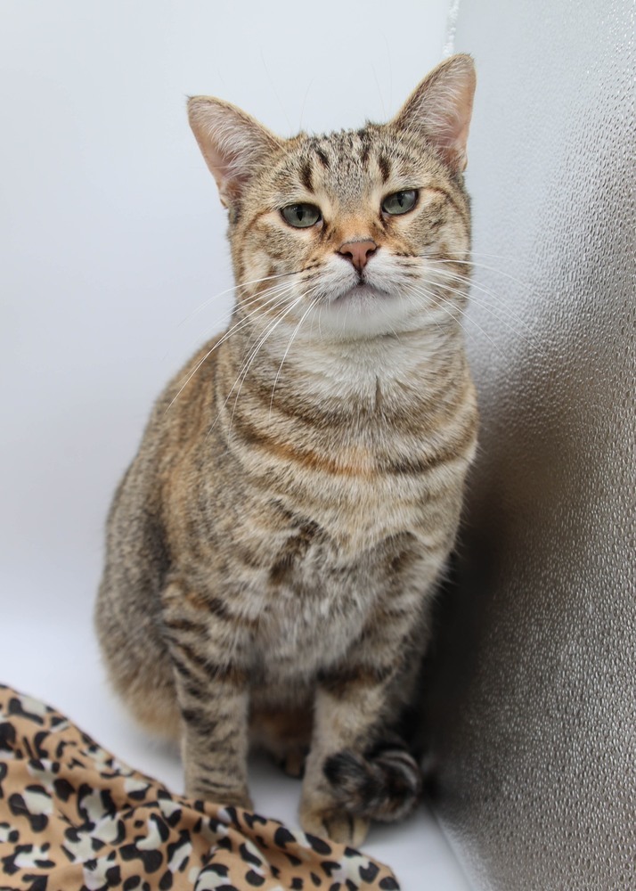 Toffee VI, an adoptable Domestic Short Hair in Muskegon, MI, 49444 | Photo Image 1