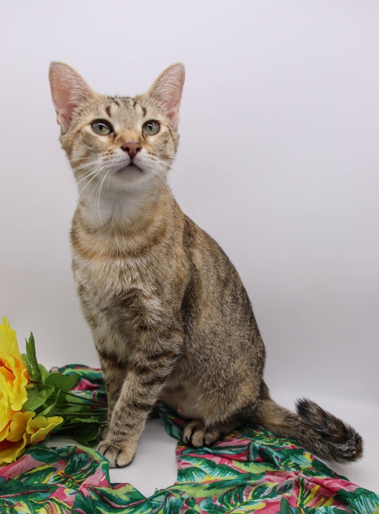 Toffee VI, an adoptable Domestic Short Hair in Muskegon, MI, 49444 | Photo Image 2