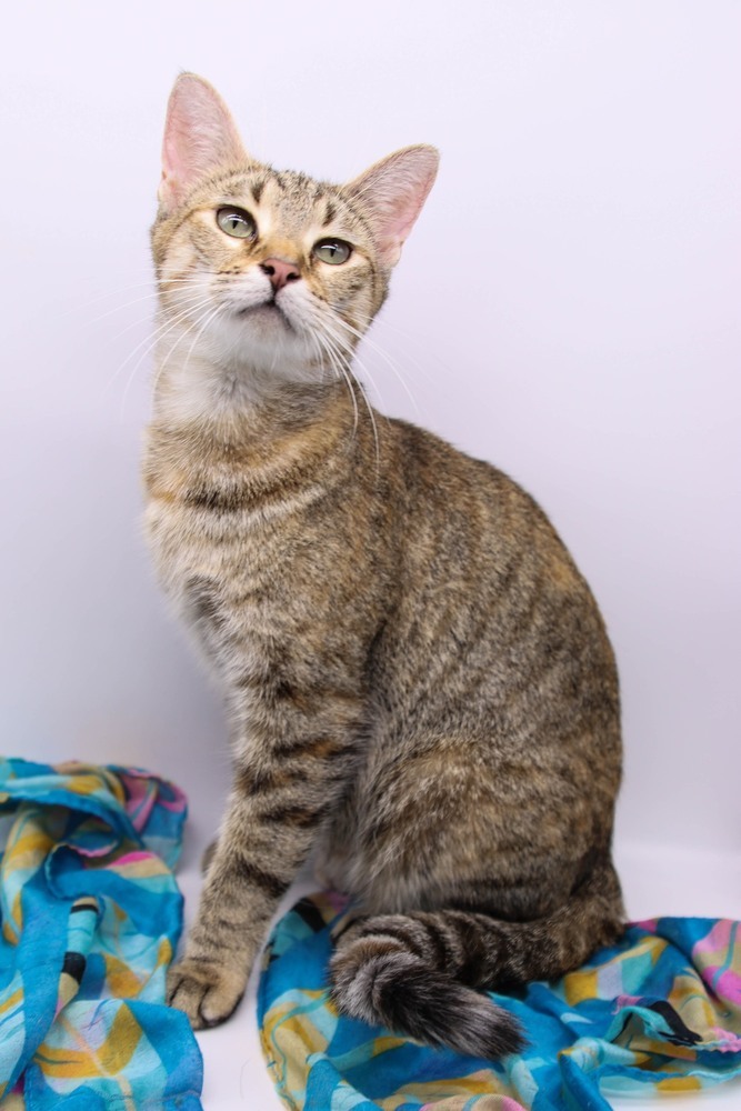 Toffee VI, an adoptable Domestic Short Hair in Muskegon, MI, 49444 | Photo Image 3