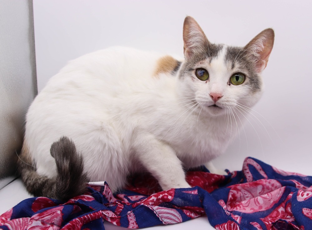 Neelie, an adoptable Domestic Short Hair in Muskegon, MI, 49444 | Photo Image 1