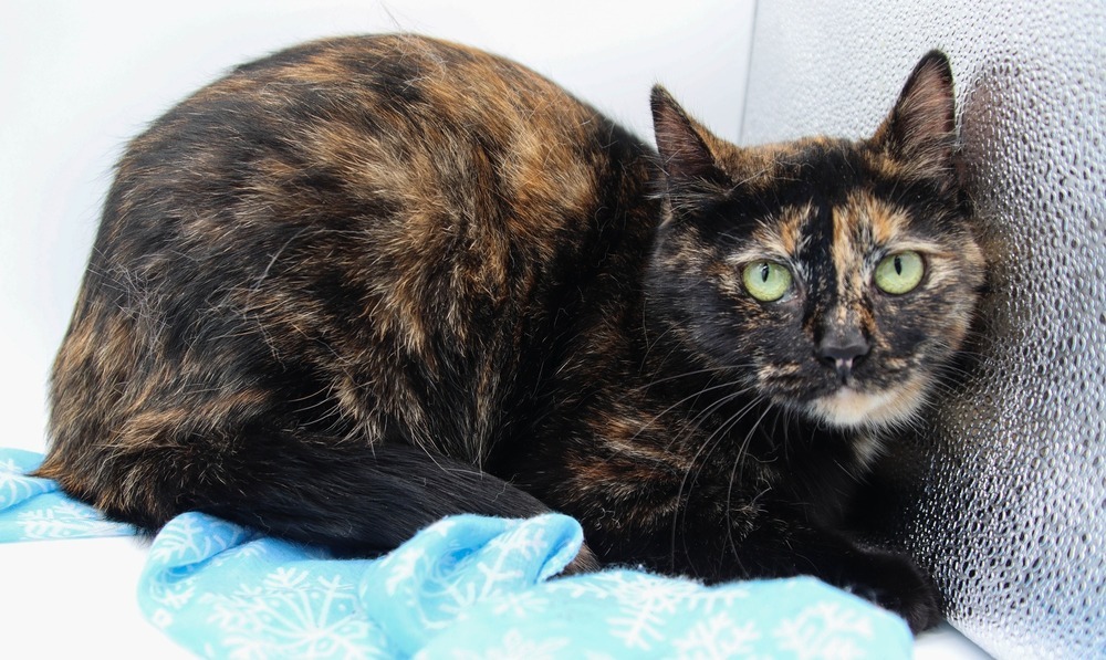 Mismeat, an adoptable Domestic Short Hair in Muskegon, MI, 49444 | Photo Image 1