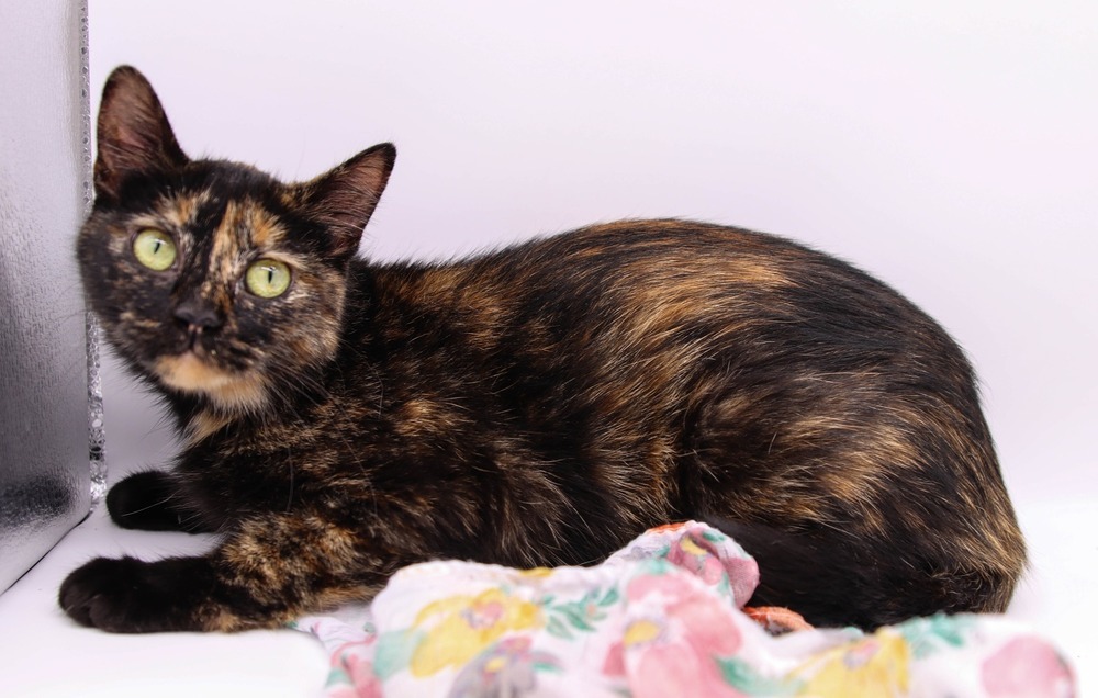 Mismeat, an adoptable Domestic Short Hair in Muskegon, MI, 49444 | Photo Image 2