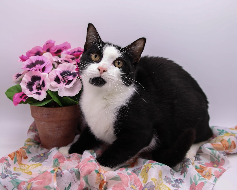 Kegon, an adoptable Domestic Short Hair in Muskegon, MI, 49444 | Photo Image 1