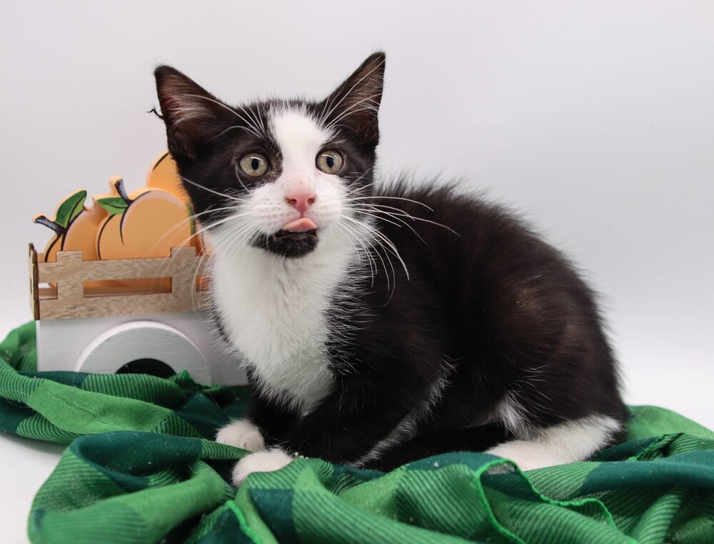 Kegon, an adoptable Domestic Short Hair in Muskegon, MI, 49444 | Photo Image 2