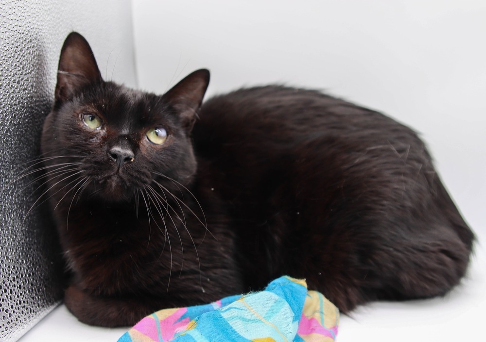 Hellebore, an adoptable Domestic Short Hair in Muskegon, MI, 49444 | Photo Image 1