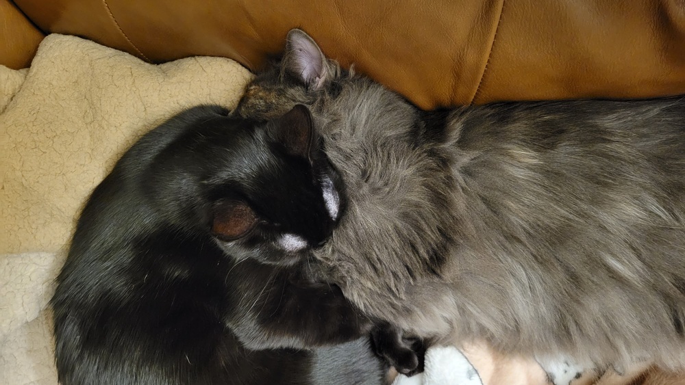 Hellebore, an adoptable Domestic Short Hair in Muskegon, MI, 49444 | Photo Image 2