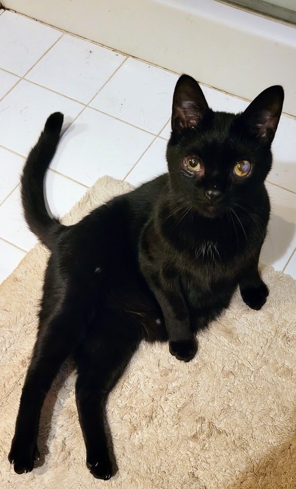 Hellebore, an adoptable Domestic Short Hair in Muskegon, MI, 49444 | Photo Image 3