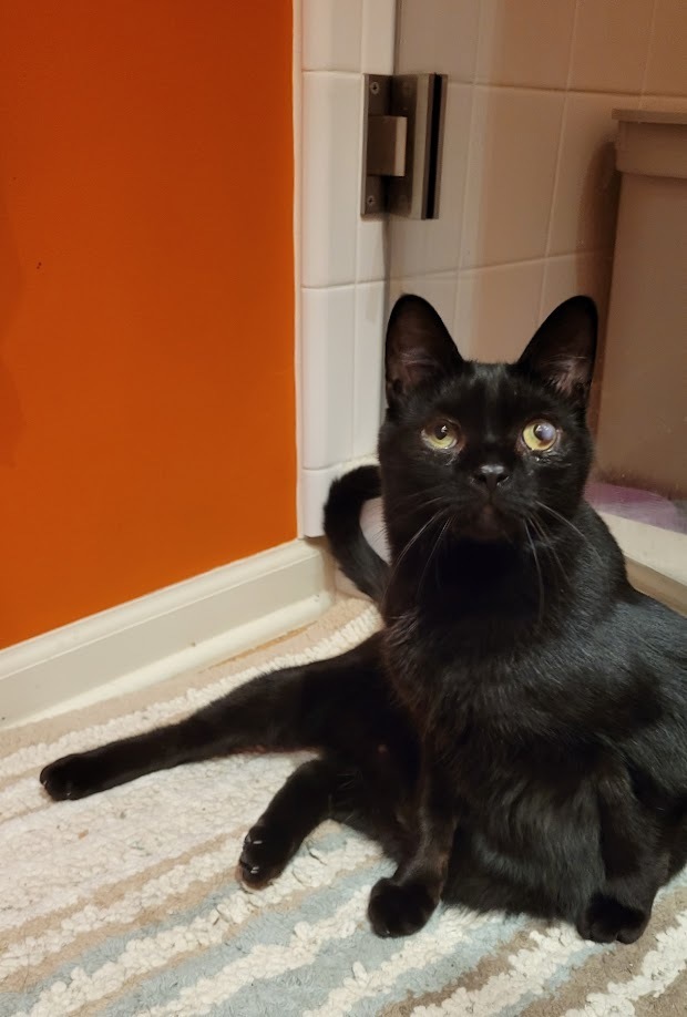 Hellebore, an adoptable Domestic Short Hair in Muskegon, MI, 49444 | Photo Image 4