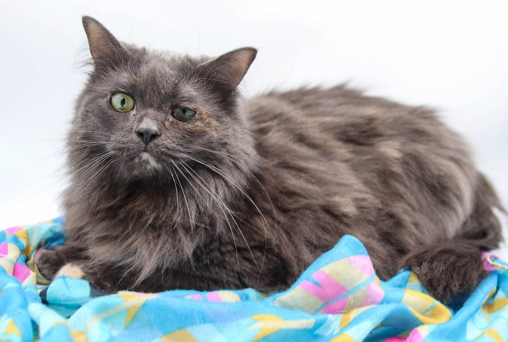Begonia, an adoptable Domestic Medium Hair in Muskegon, MI, 49444 | Photo Image 1