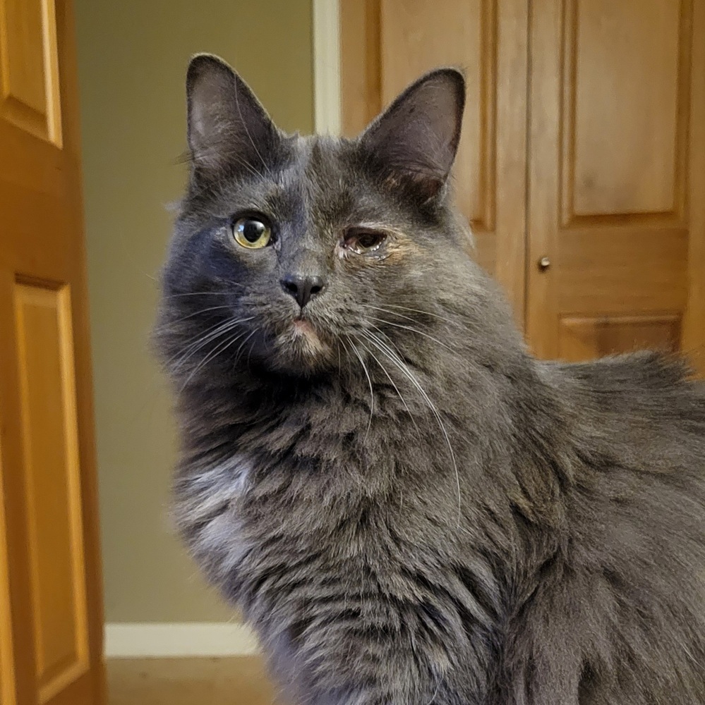 Begonia, an adoptable Domestic Medium Hair in Muskegon, MI, 49444 | Photo Image 2