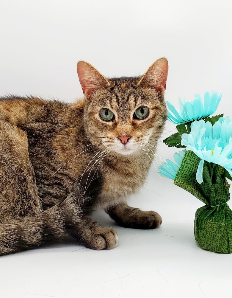 Dot III, an adoptable Domestic Short Hair in Muskegon, MI, 49444 | Photo Image 1