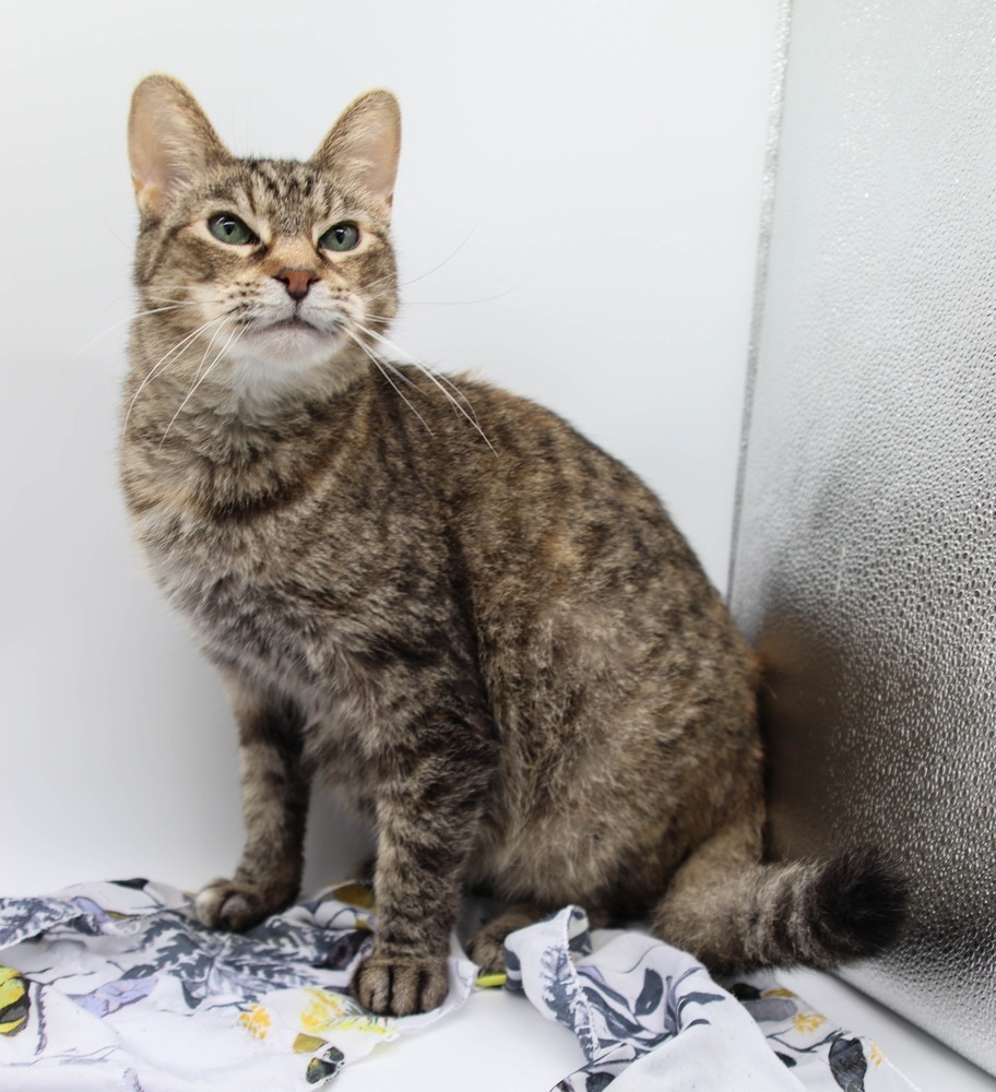 Dot III, an adoptable Domestic Short Hair in Muskegon, MI, 49444 | Photo Image 2