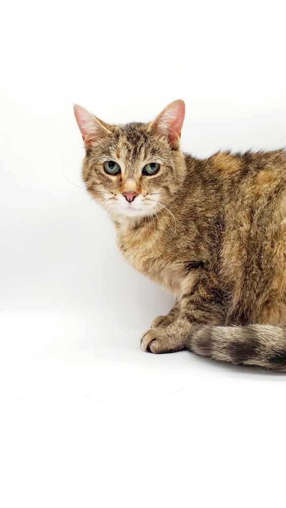 Dot III, an adoptable Domestic Short Hair in Muskegon, MI, 49444 | Photo Image 3