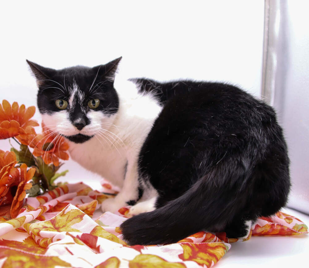 Willis, an adoptable Domestic Short Hair in Muskegon, MI, 49444 | Photo Image 1