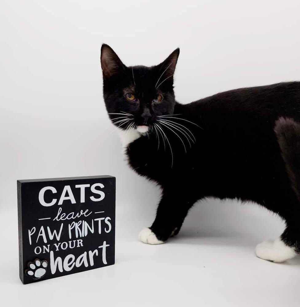 Tiny XII, an adoptable Domestic Short Hair in Muskegon, MI, 49444 | Photo Image 1