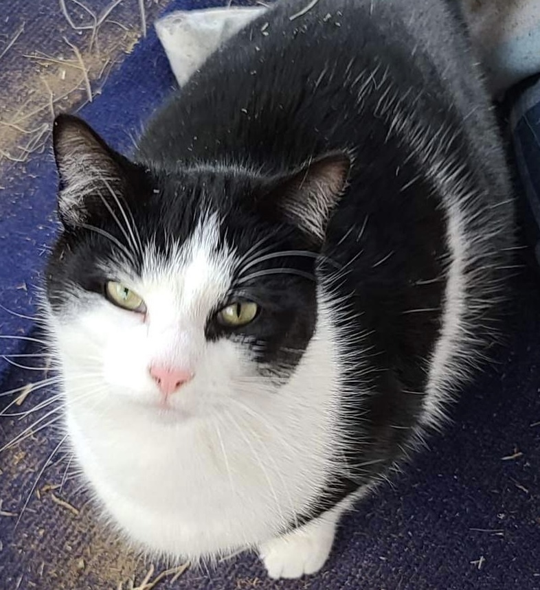 Moo VI, an adoptable Domestic Short Hair in Muskegon, MI, 49444 | Photo Image 1