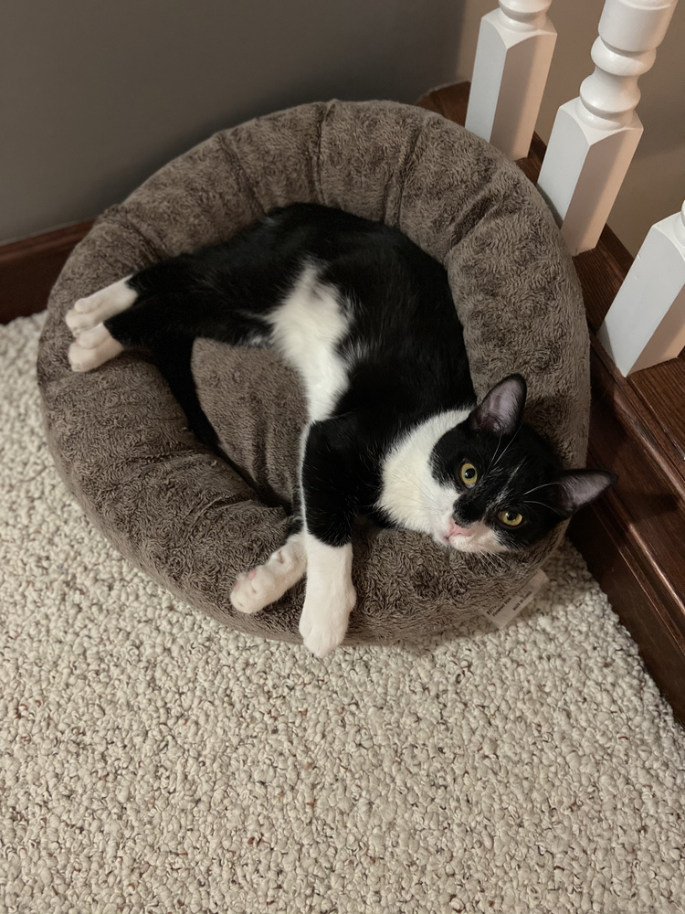 Donavan, an adoptable Domestic Short Hair in Muskegon, MI, 49444 | Photo Image 1