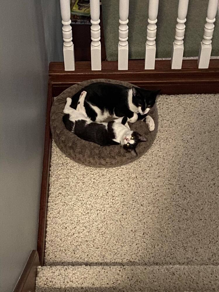 Donavan, an adoptable Domestic Short Hair in Muskegon, MI, 49444 | Photo Image 2