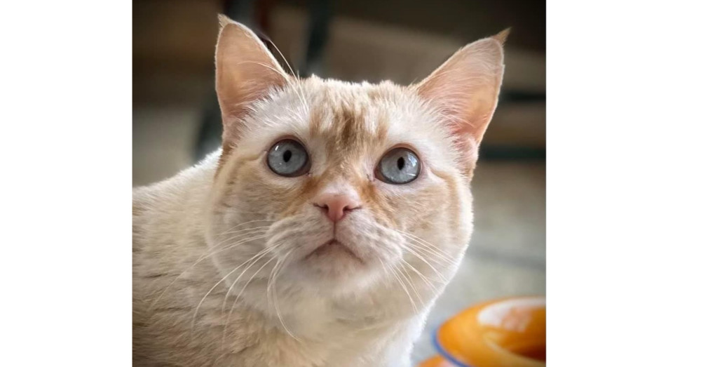 Pepper (Bryn), an adoptable Domestic Short Hair in Muskegon, MI, 49444 | Photo Image 1