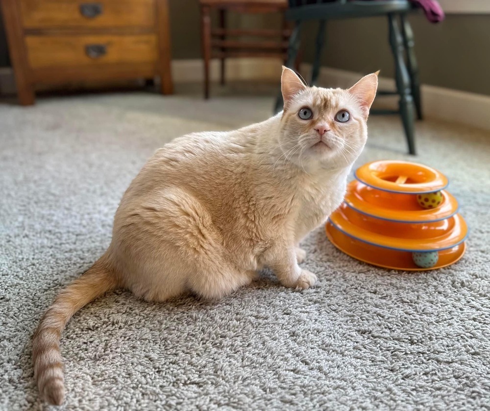Pepper (Bryn), an adoptable Domestic Short Hair in Muskegon, MI, 49444 | Photo Image 2