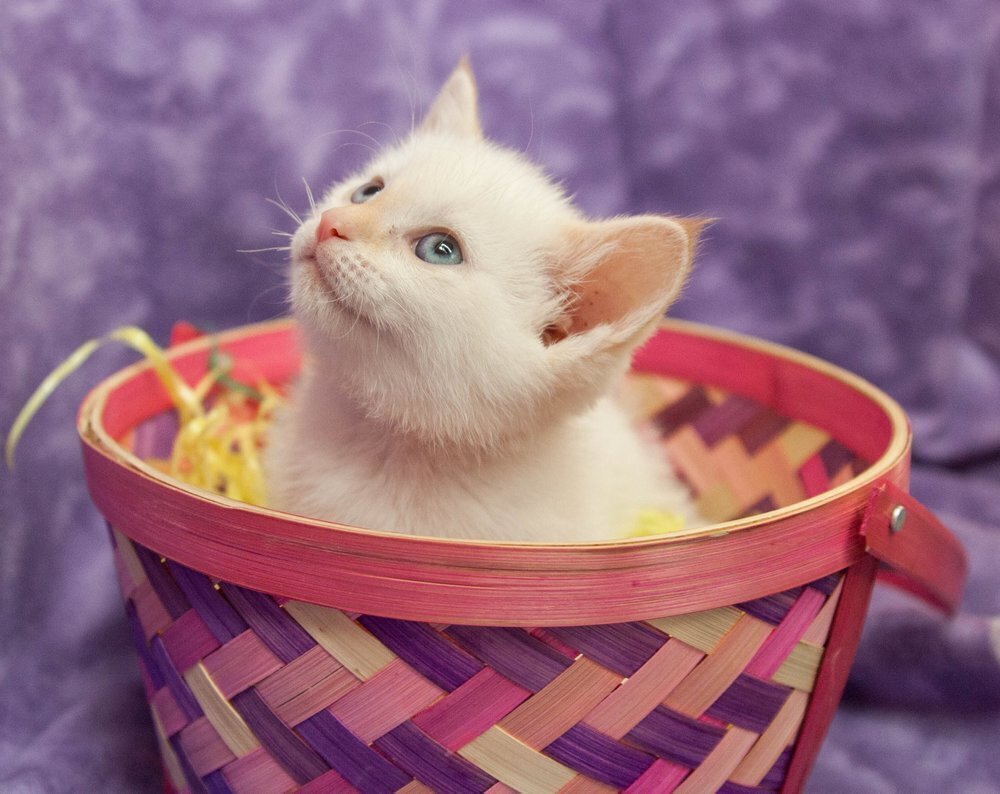 Pepper (Bryn), an adoptable Domestic Short Hair in Muskegon, MI, 49444 | Photo Image 3