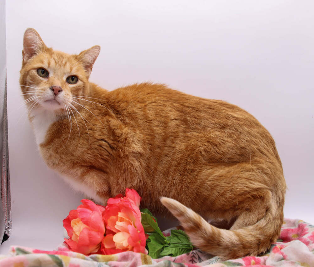Frankie XVIII, an adoptable Domestic Short Hair in Muskegon, MI, 49444 | Photo Image 1