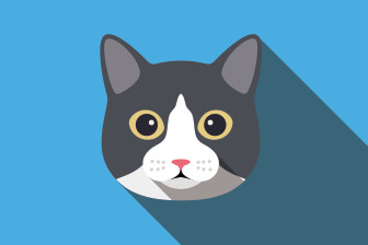 Frankie XVIII, an adoptable Domestic Short Hair in Muskegon, MI, 49444 | Photo Image 2