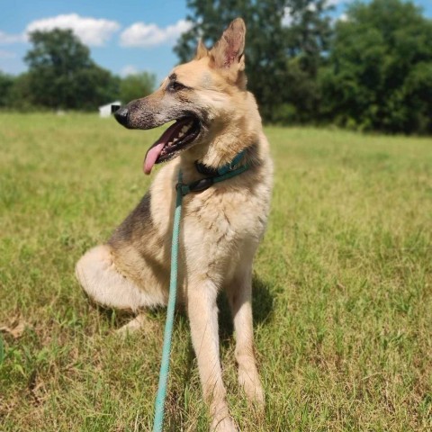 Thor, an adoptable German Shepherd Dog in Wadena, MN, 56482 | Photo Image 4