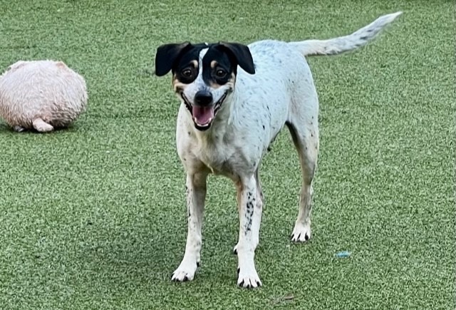 Dog for adoption - Hachi, an Australian Cattle Dog / Blue Heeler Mix in  Portland, OR