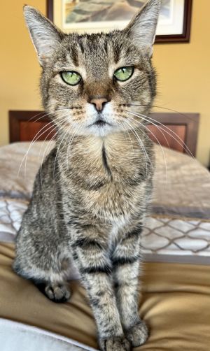 Pom Pom, Senior Female unknown